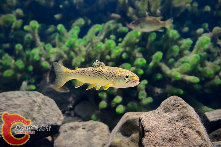 Brown Trout 2.jpg