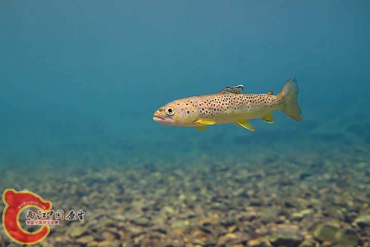 Brown Trout 3.jpg