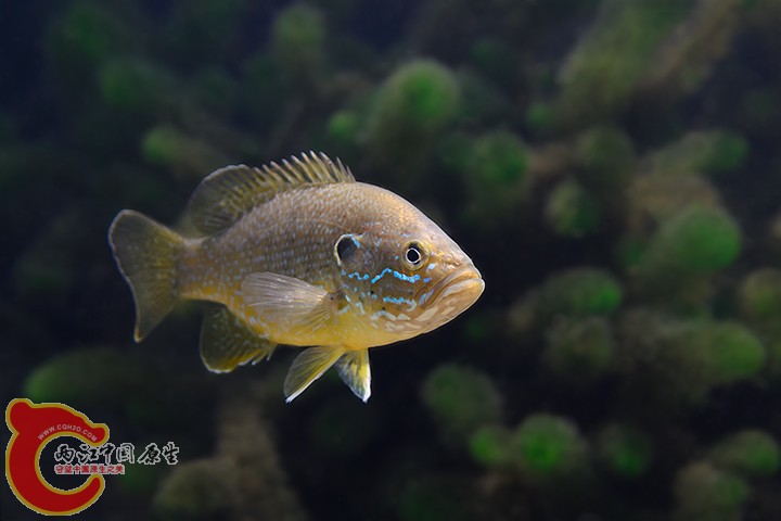 Green Sunfish 4.jpg