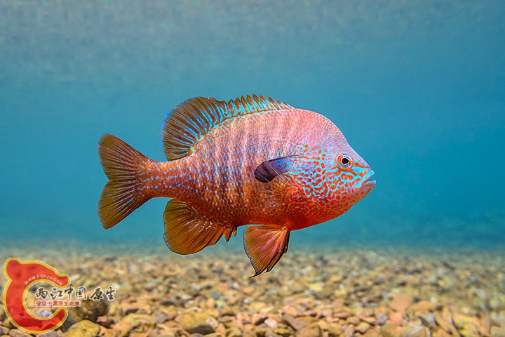 Longear Sunfish 2.jpg