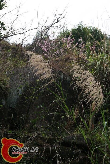 乱石岗 (46).jpg