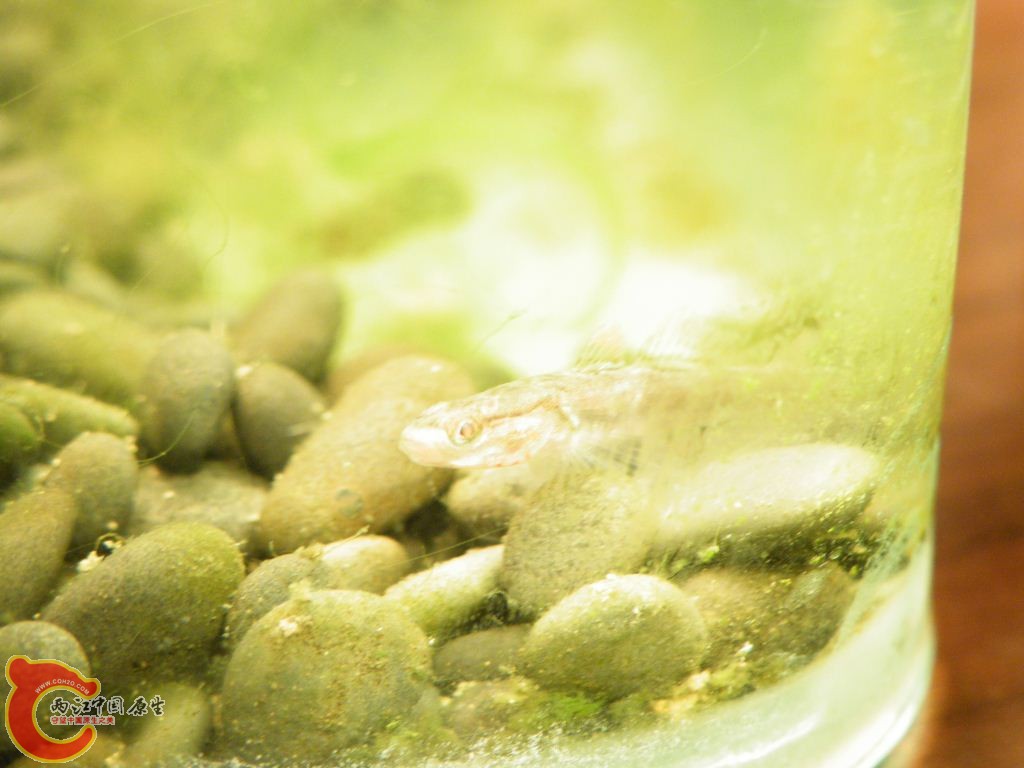 DSCF9530.JPG