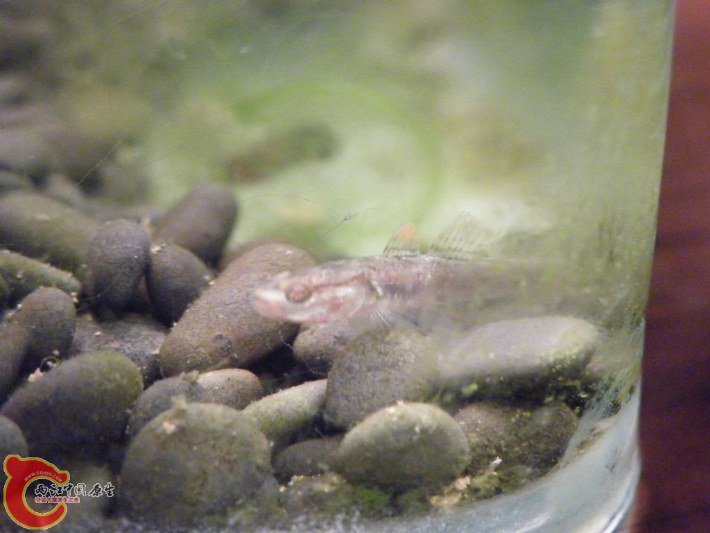 DSCF9531.JPG