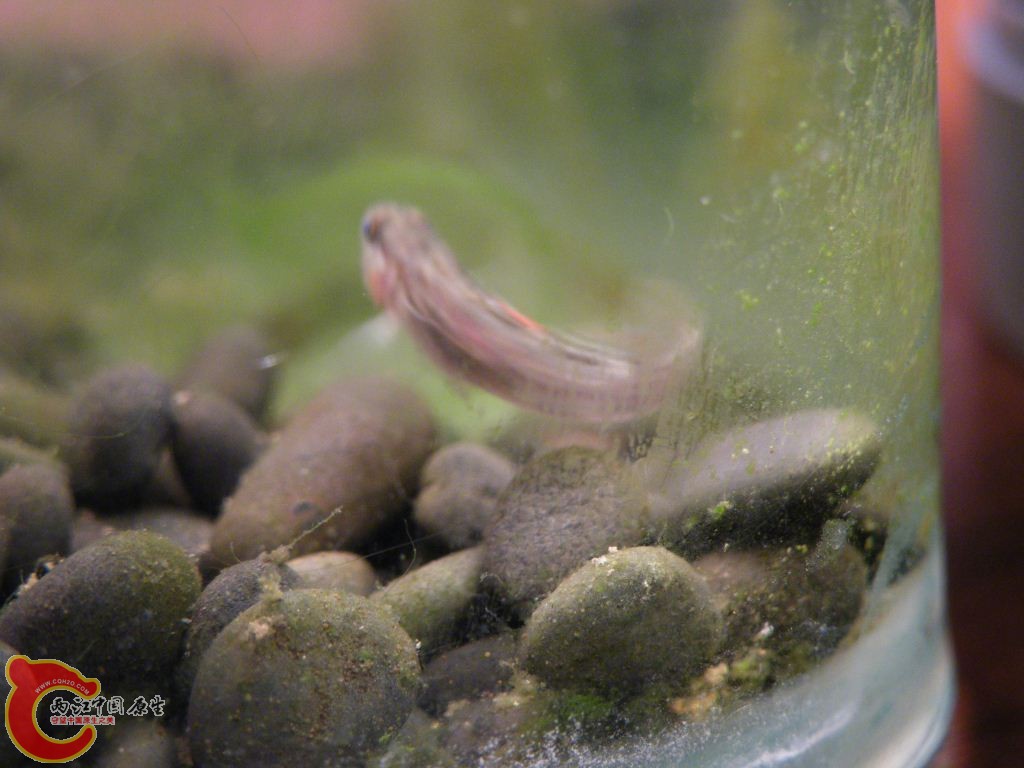 DSCF9533.JPG