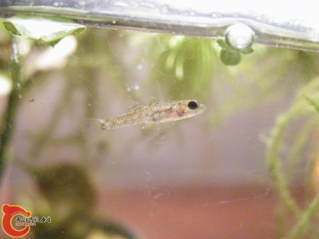 DSCF9549.JPG
