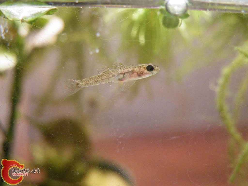 DSCF9550.JPG