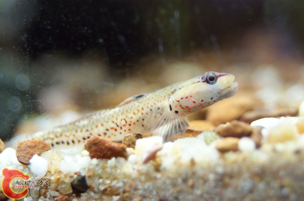 DSC04432_副本.jpg