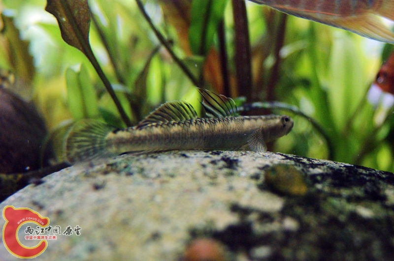 DSC04435_副本.jpg
