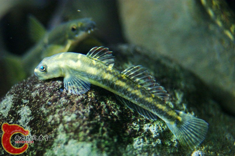 DSC04525_副本.jpg