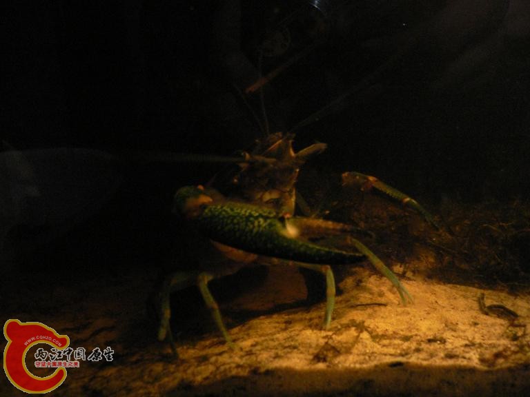 没开灯 光线从大缸斜射过来