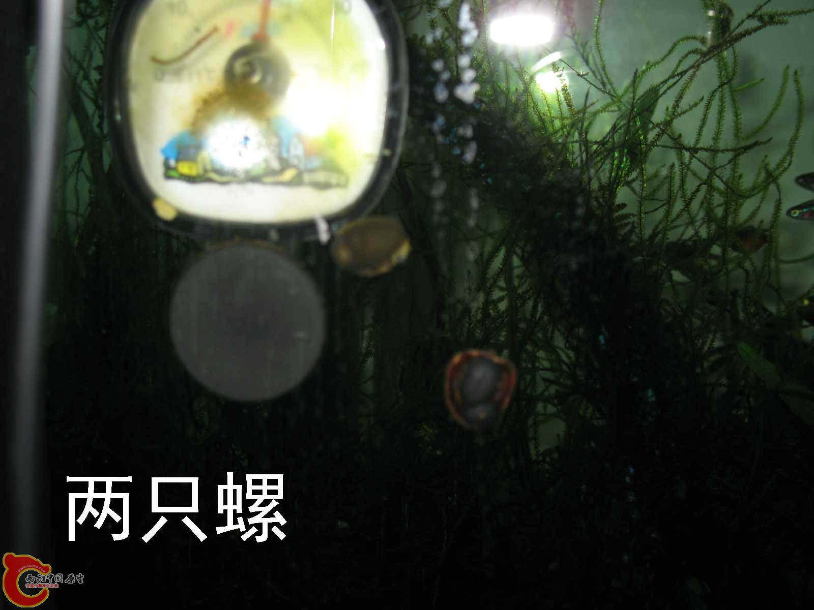 蝙蝠螺（除藻效果极佳）