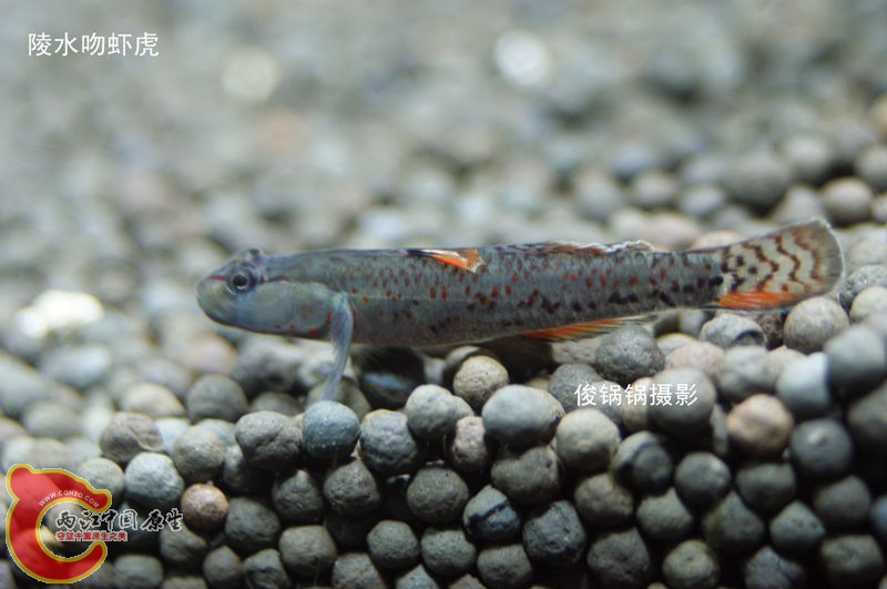 DSC04657_副本.jpg