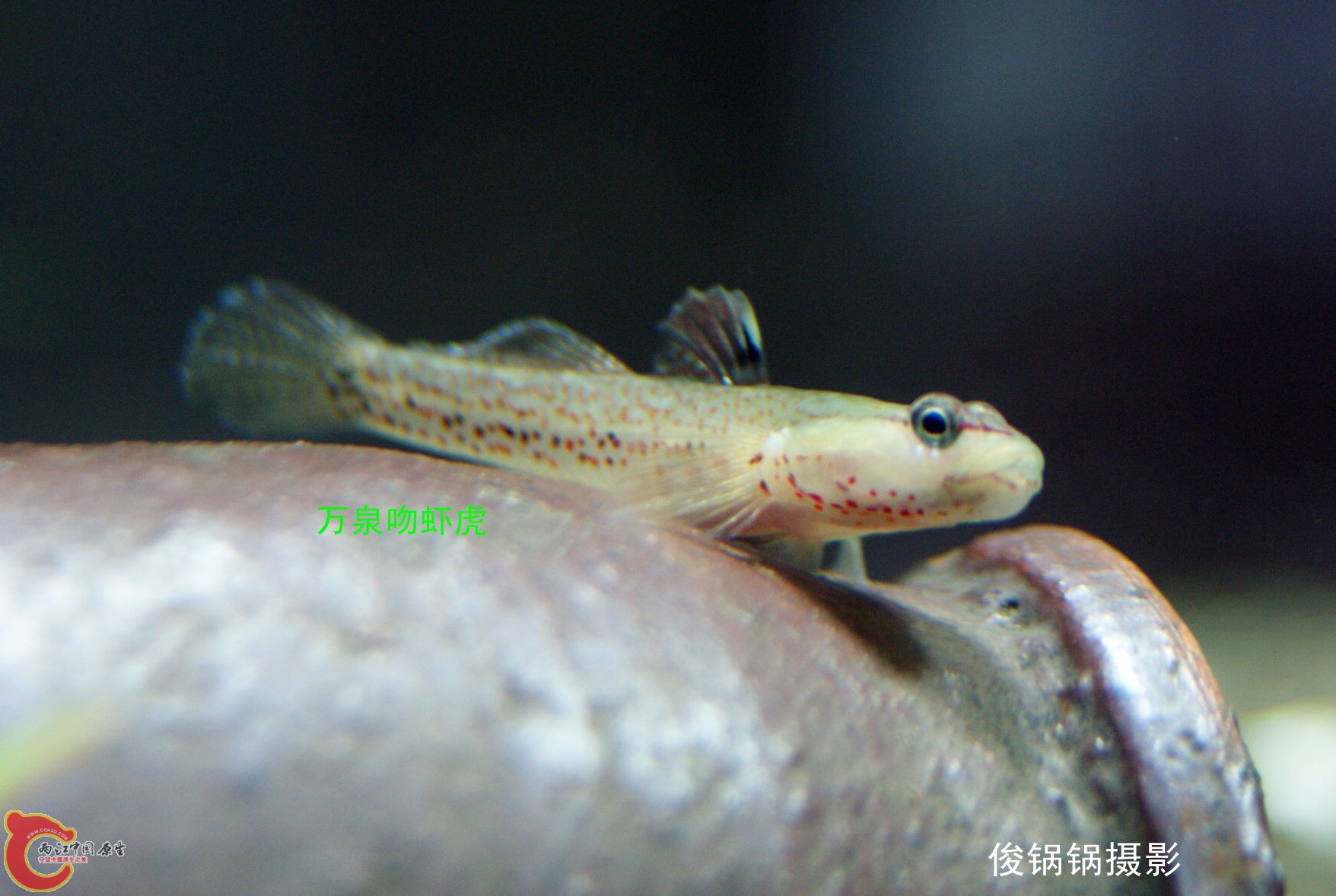 DSC04586_副本.jpg
