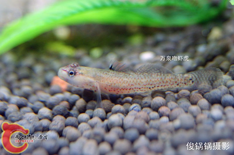 DSC04638_副本.jpg