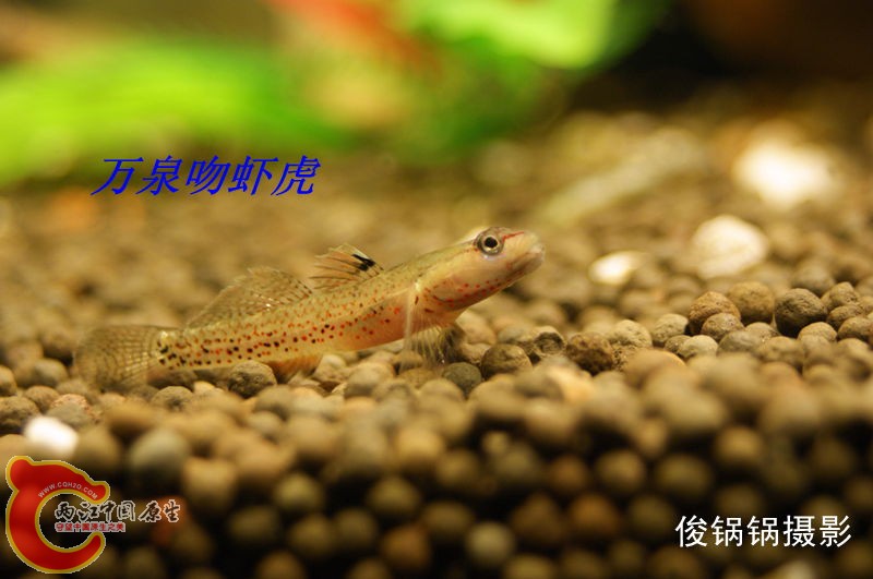万泉吻虾虎1.jpg