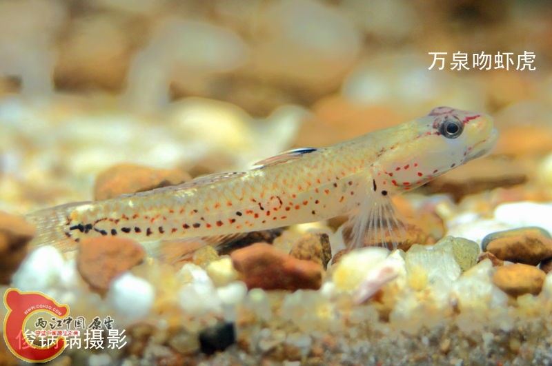 DSC04429_副本.jpg