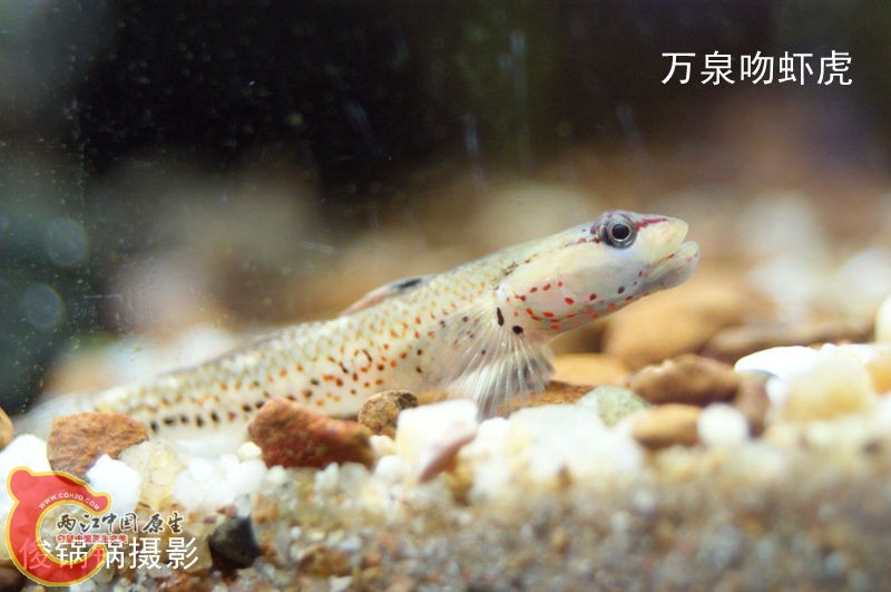 DSC04432_副本.jpg
