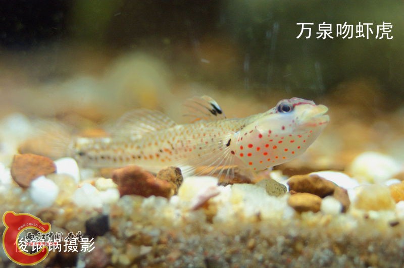 DSC04486_副本.jpg