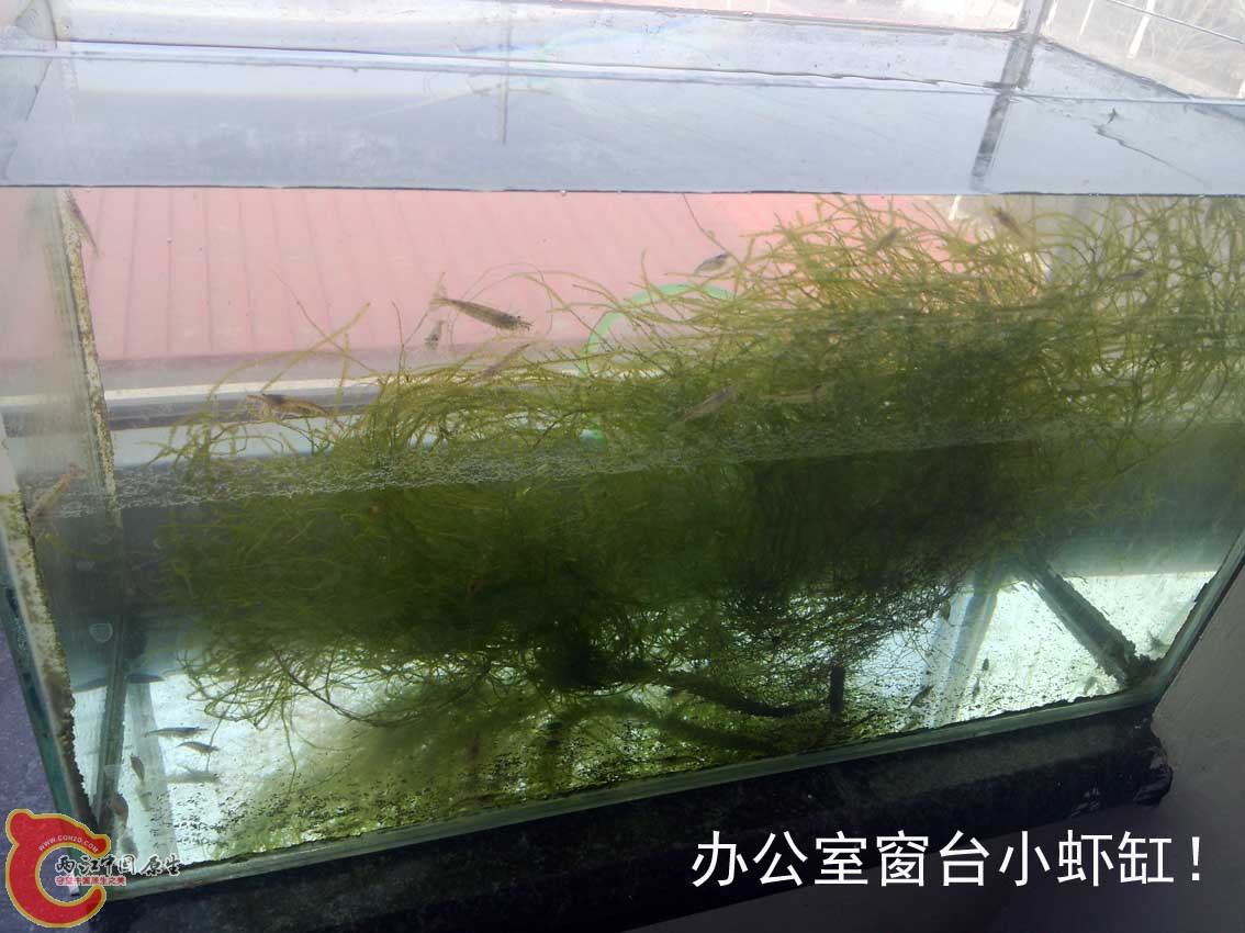 一些小黑壳，现在成透明壳了。