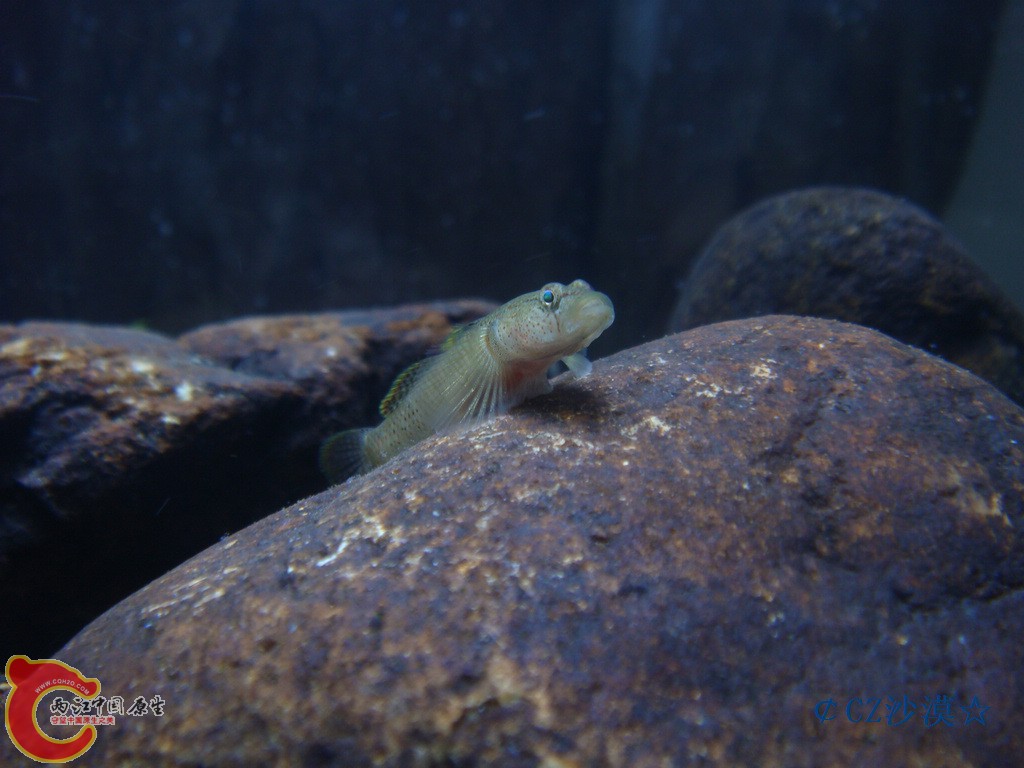 nEO_IMG_密点虾虎6.jpg