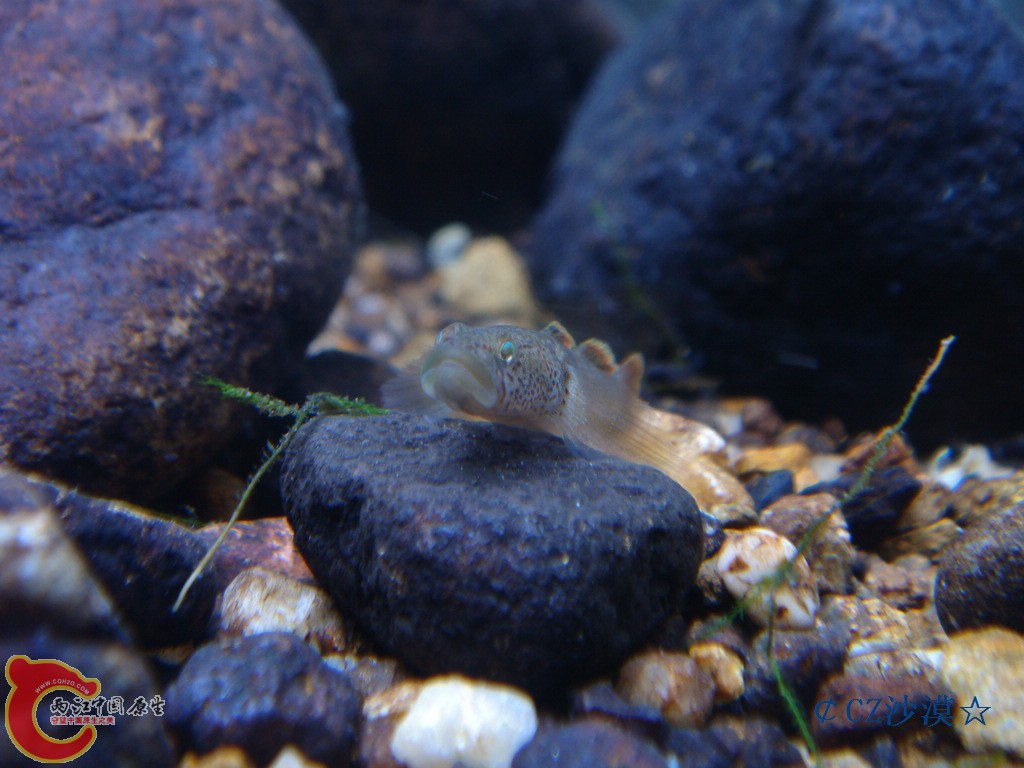 nEO_IMG_密点虾虎8.jpg