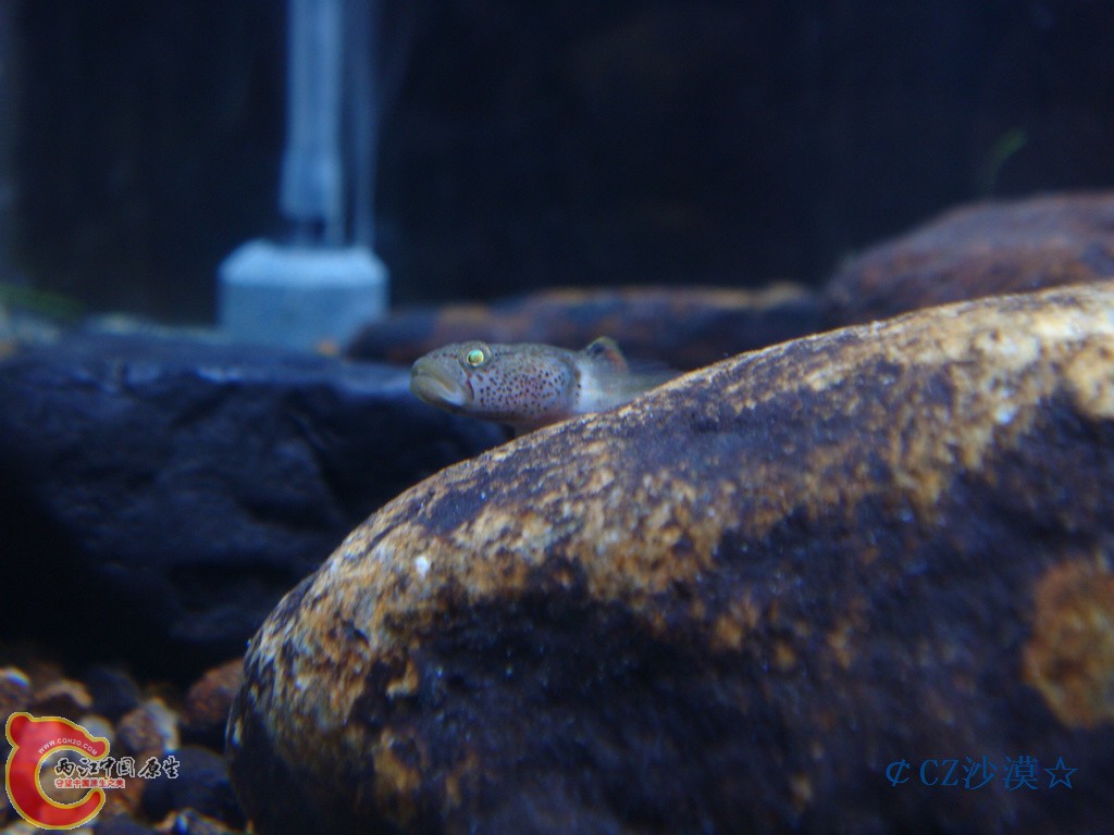 nEO_IMG_密点虾虎9.jpg
