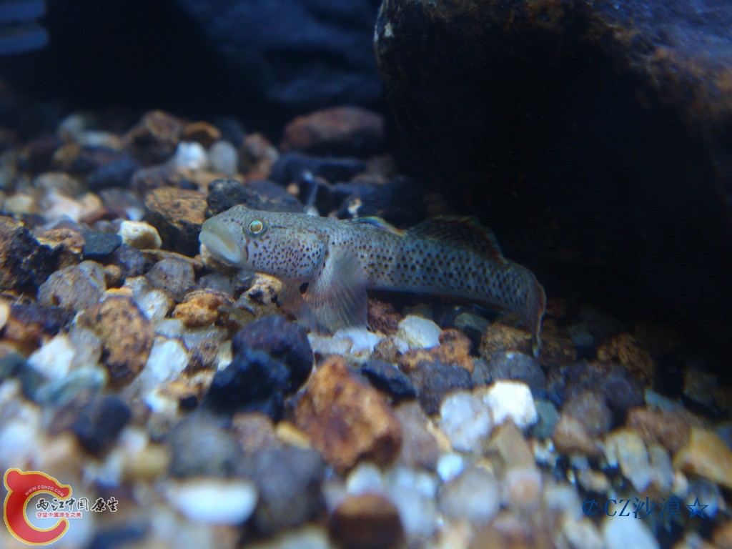 nEO_IMG_密点虾虎12.jpg