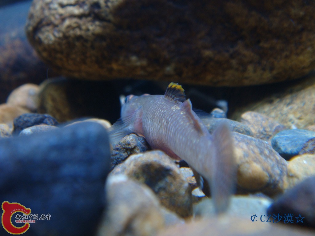 nEO_IMG_川吻虾虎5.jpg