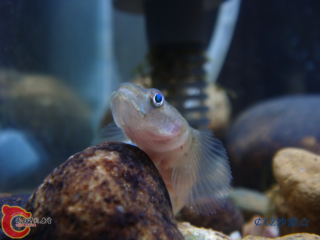 nEO_IMG_川吻虾虎7.jpg