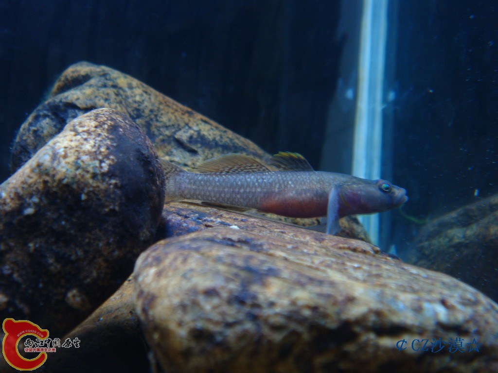 nEO_IMG_川吻虾虎13.jpg