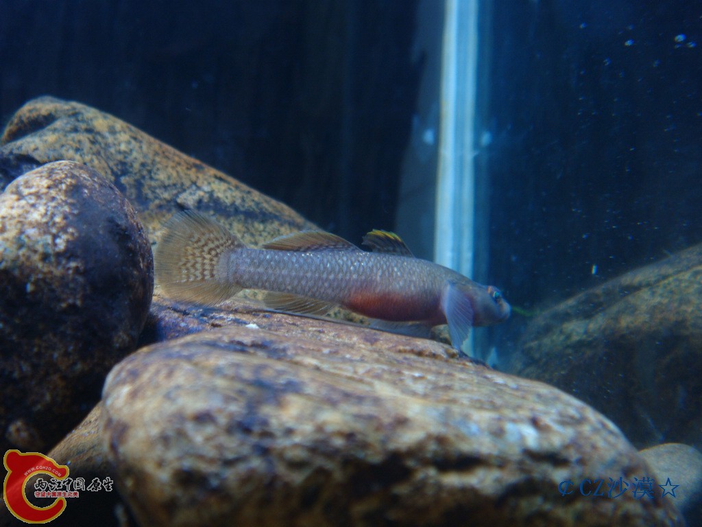 nEO_IMG_川吻虾虎14.jpg