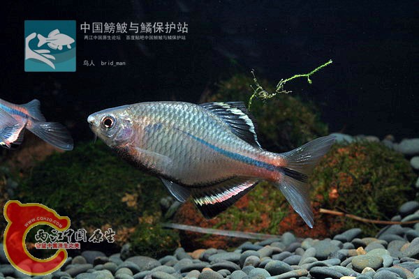齐.jpg