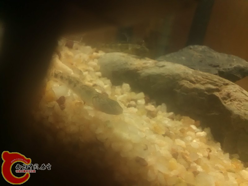 就是它