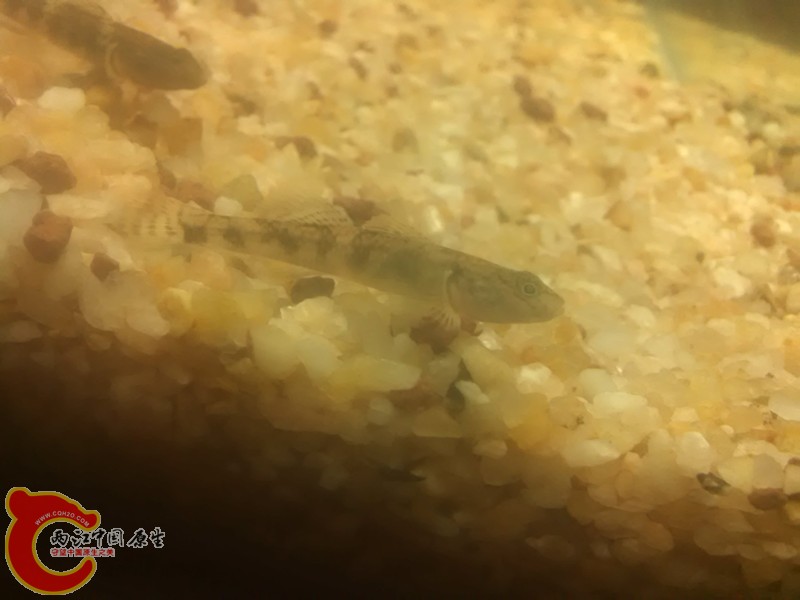 下面的这个