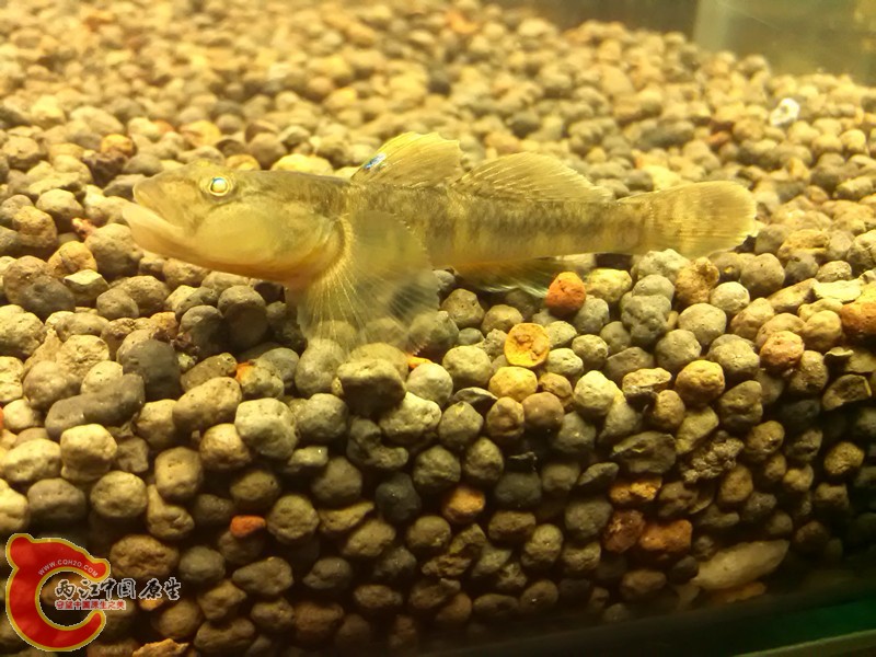 秀一秀