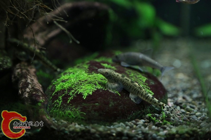 20130306f.jpg