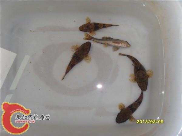 SDC10003_副本.jpg