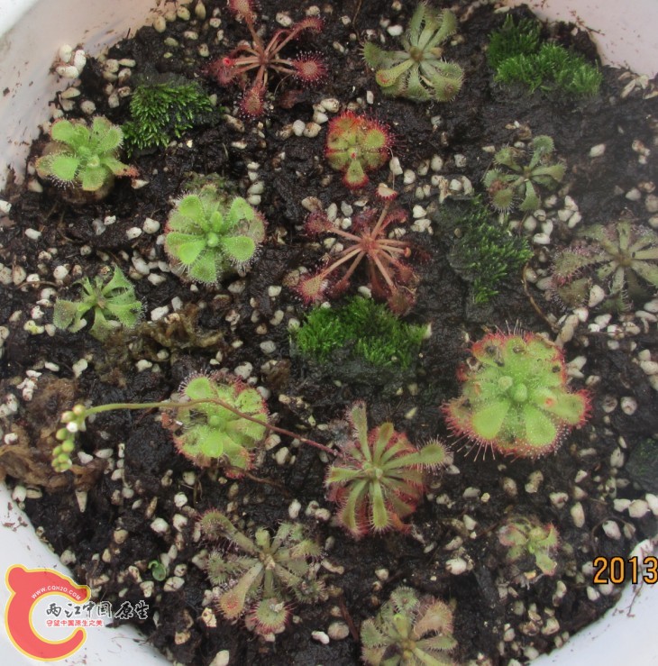 草4.jpg