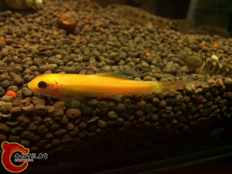 萌鼠