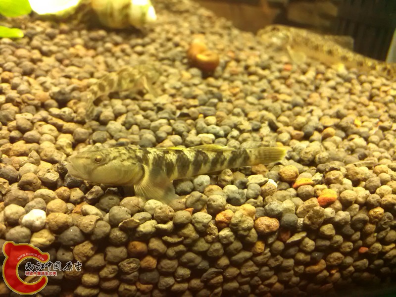 同虾虎