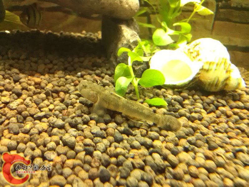 虾虎，刚救下来的时候遍体鳞伤