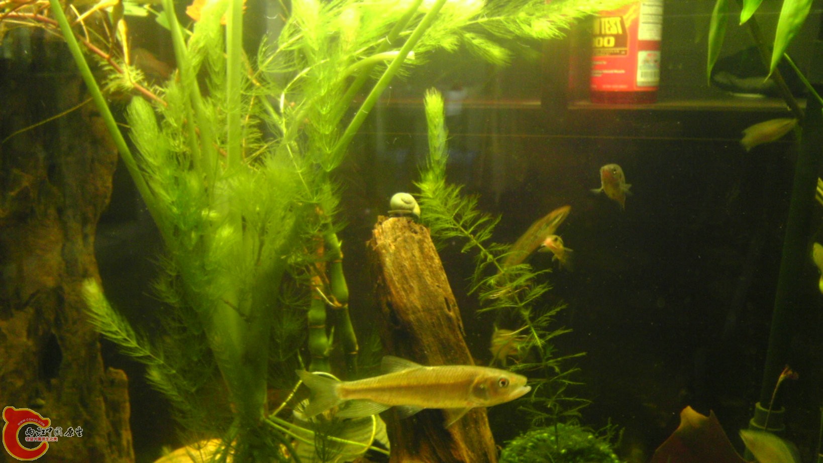 、月鳢换气越来越大胆