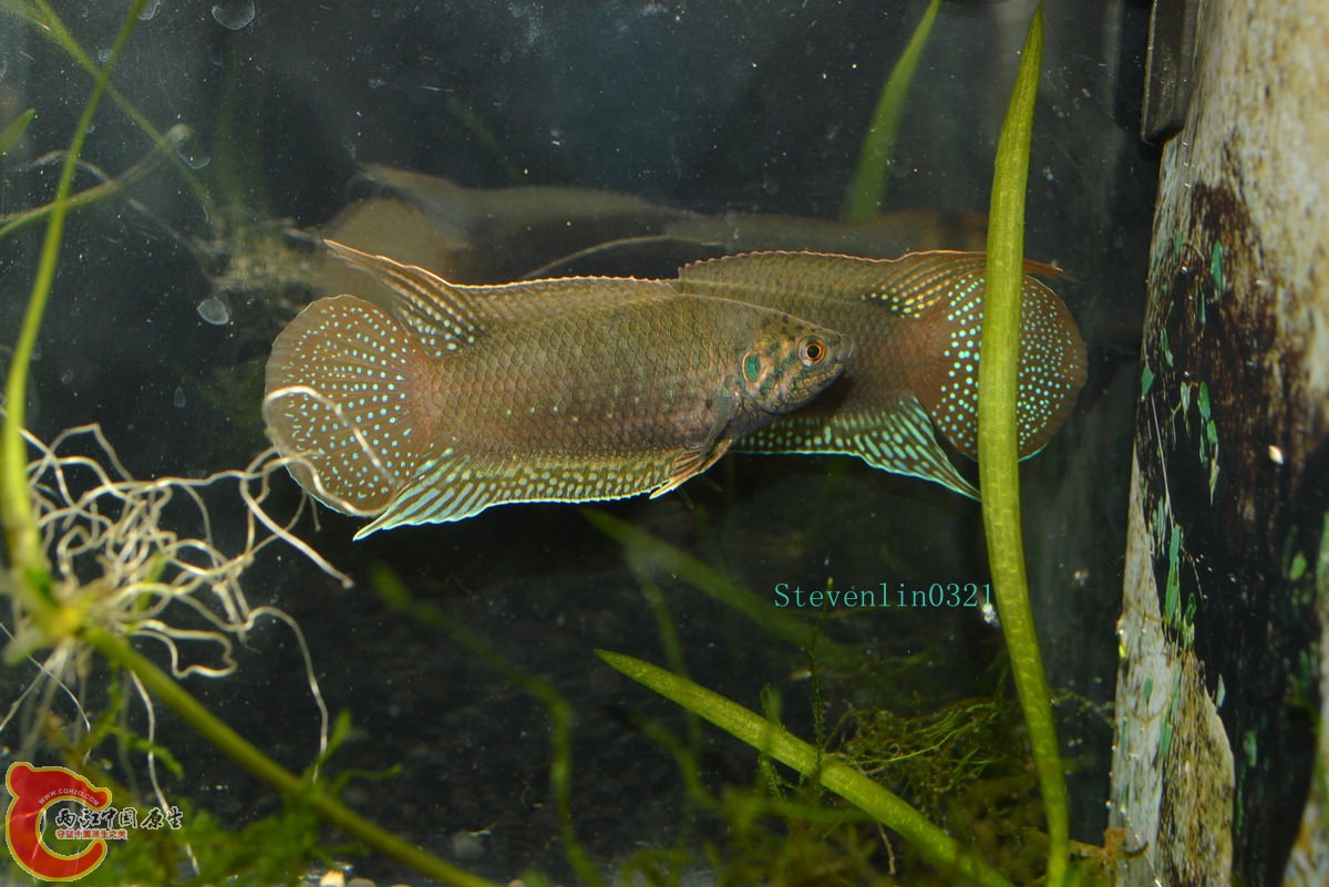 DSC_0786_副本.jpg