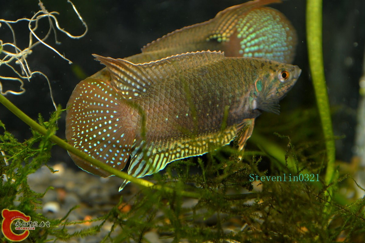 DSC_0790_副本.jpg