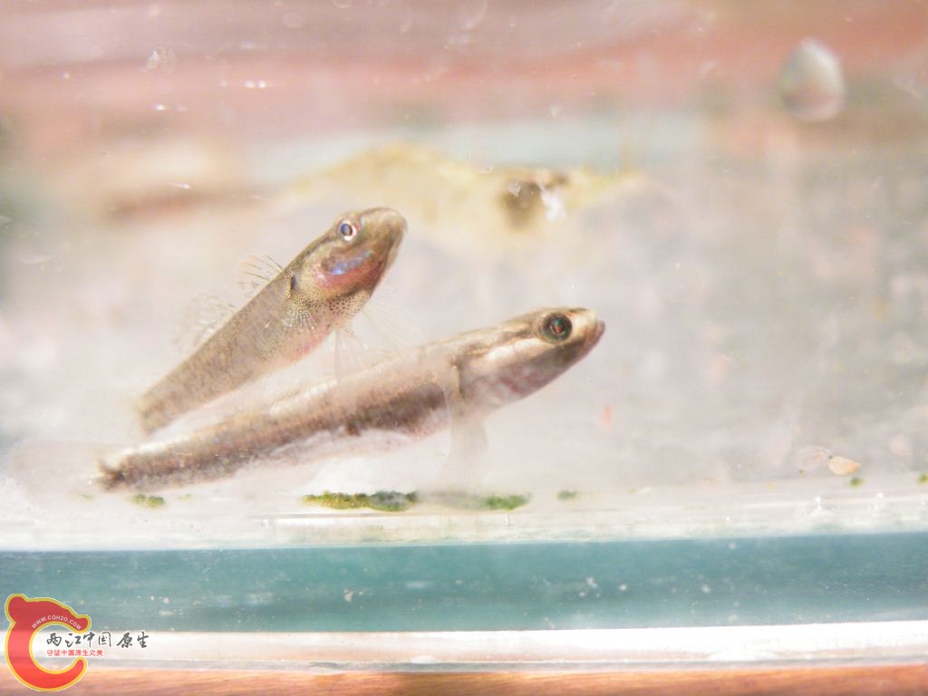 DSCF9638.JPG