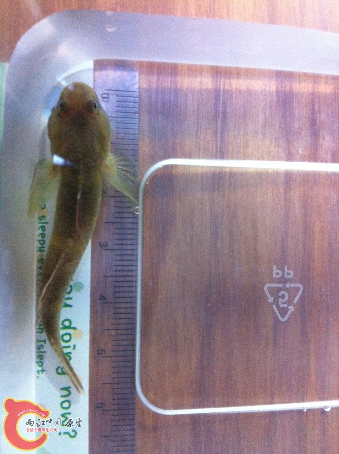 体长超过6CM