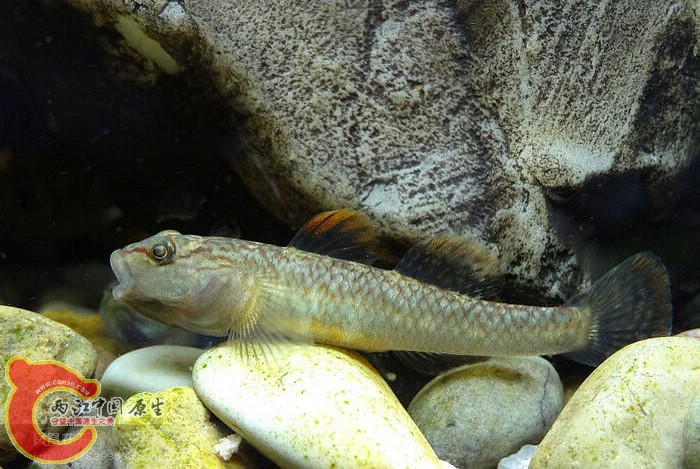 第2页 - 鰕虎 - 两江中国原生--做中国最好的原生网络 - 全球最大