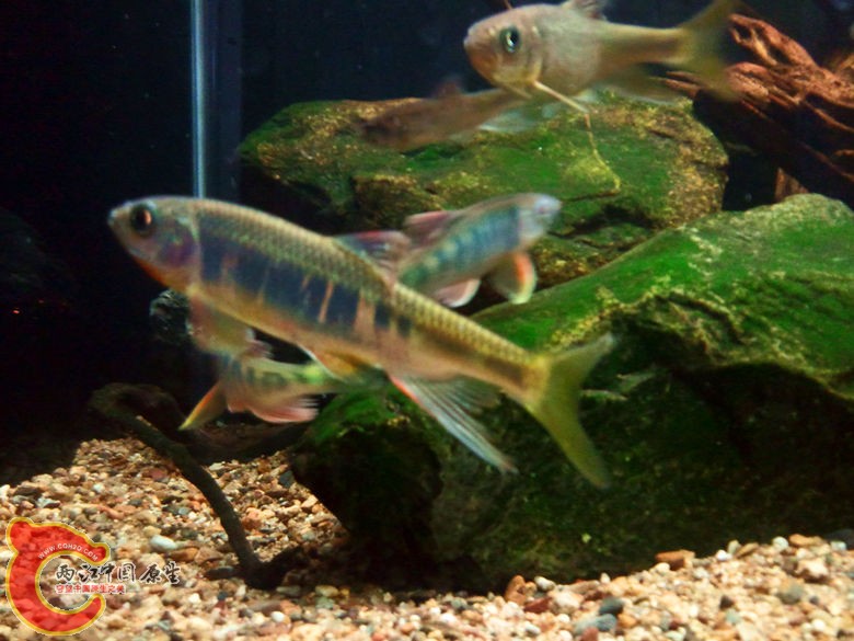 宽鳍鱲5.jpg