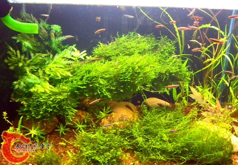 草缸2.jpg