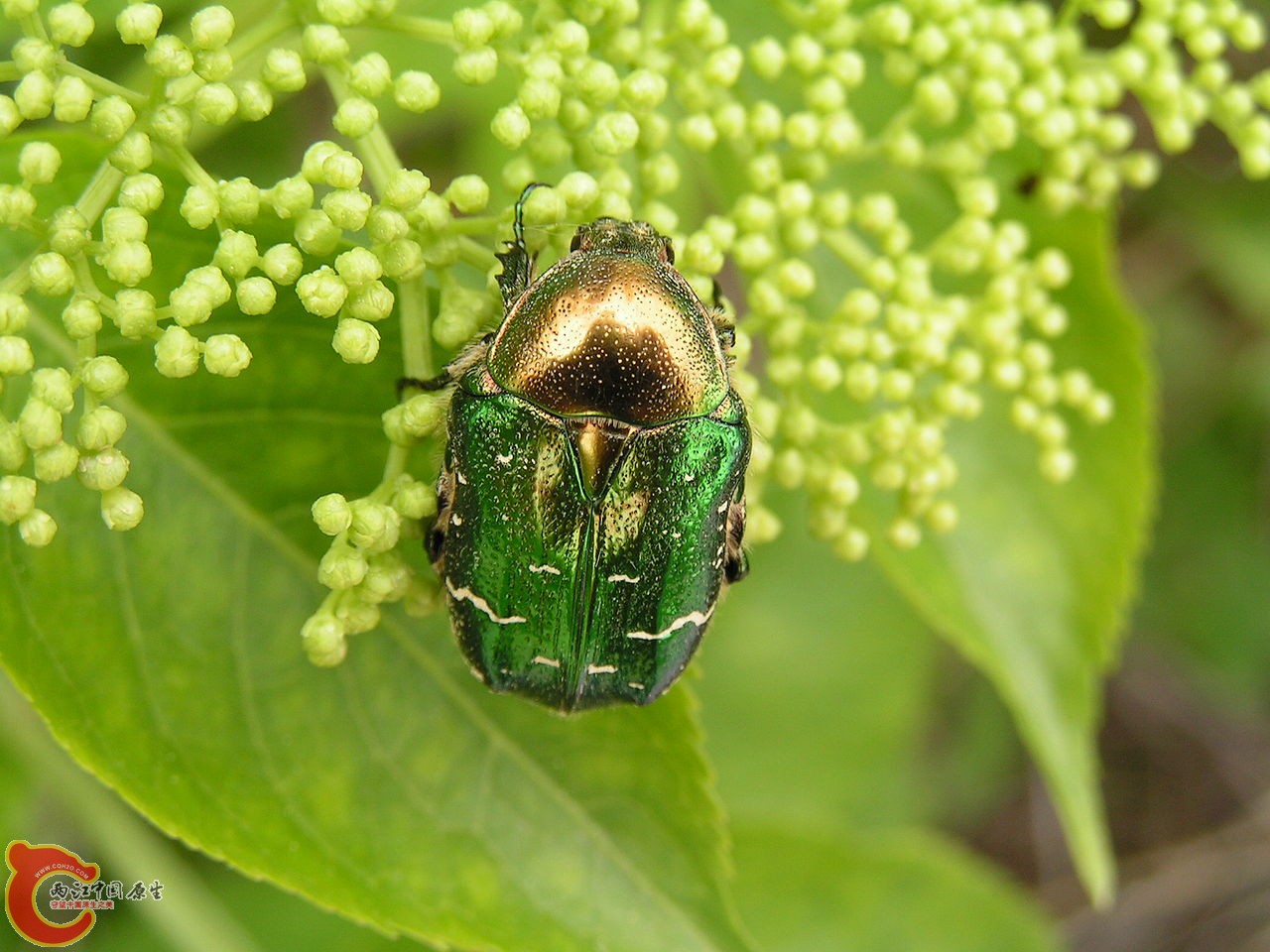 金花金龟 Cetonia aurata.jpg